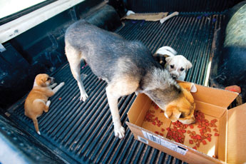 A mother and pups eat dog food in the back of Cindy Yurth's truck after being rescued in Smoke Signal Thursday. © 2011 Gallup Independent / Brian Leddy 